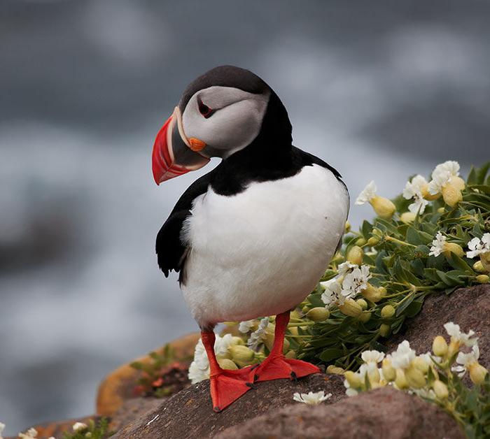 Iceland puffin