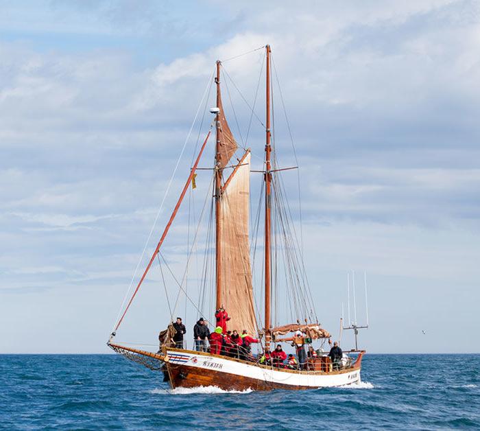 Iceland whale watching